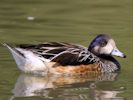 Chiloe Wigeon (WWT Slimbridge July 2013) - pic by Nigel Key